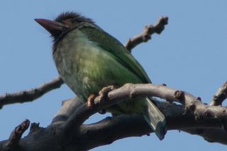 Psilopogon viridis - Grünbartvogel